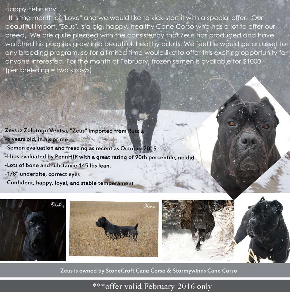 cane corso
